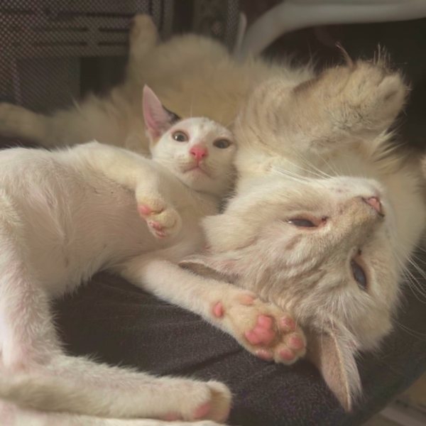 My two white cats cuddling