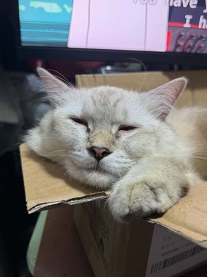 My cat napping in a box